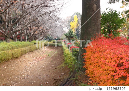 秋の赤山城址：南東堀の東側（埼玉県川口市） 131968595