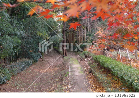 秋の赤山城址:東堀(埼玉県川口市) 秋の赤山城址:東堀(埼玉県川口市) 131968622