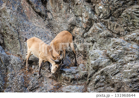 Two young ibex males locking horns in a rocky mountain area, engaging in a dominance contest on steep terrain. Two young ibex males locking horns in a rocky mountain area, engaging in a dominance contest on steep terrain. 131968644