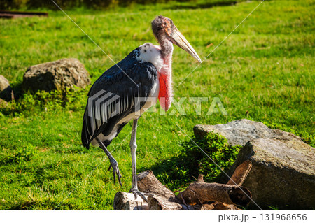 Large marabou stork standing on one leg on a log in sunlight, with green grass and rocks in the background 131968656