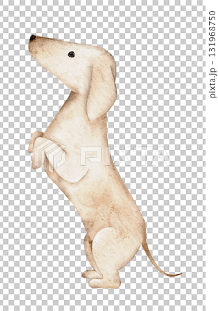Cute watercolor beige Dachshund in standing pose painted by hand in warm beige tones. Ideal for greeting cards, fabric patterns, wrapping paper, and pet themed creative designs 131968750