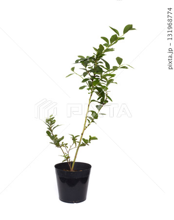 ブルーベリーの苗　サザンハイブッシュ　オニール 131968774