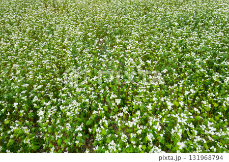 そばの花1 131968794