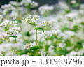 そばの花3 そばの花3 131968796