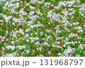 そばの花4 そばの花4 131968797