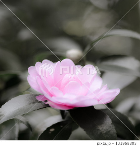 ピンクの花【周辺減色】 ピンクの花【周辺減色】 131968805