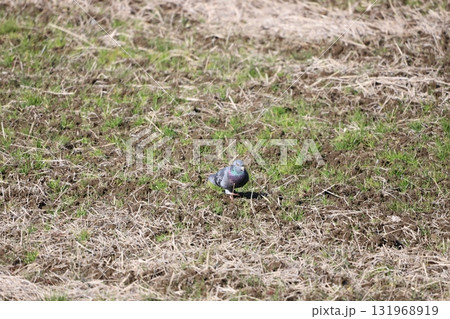 田んぼで餌を食べている鳩 田んぼで餌を食べている鳩 131968919