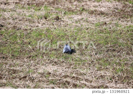 田んぼで餌を食べている鳩 田んぼで餌を食べている鳩 131968921