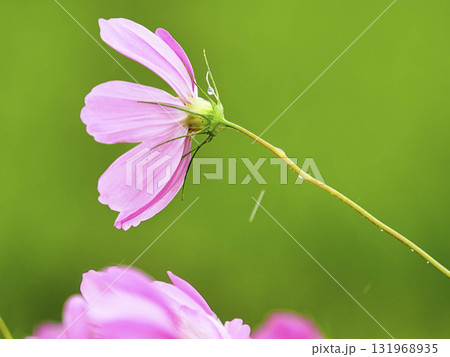 秋雨の中の秋桜につく水滴 秋雨の中の秋桜につく水滴 131968935