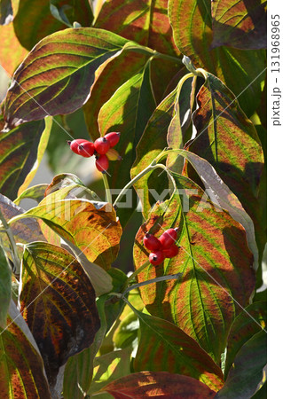 ハナミズキの実 ハナミズキの実 131968965