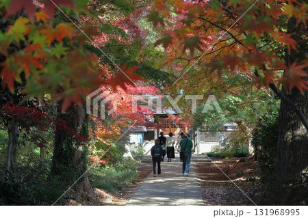 秋の興禅院保全緑地にて(埼玉県川口市) 秋の興禅院保全緑地にて(埼玉県川口市) 131968995