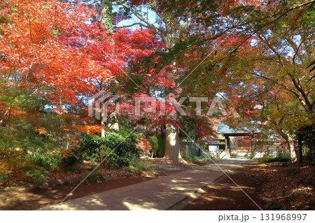 秋の興禅院保全緑地にて(埼玉県川口市) 秋の興禅院保全緑地にて(埼玉県川口市) 131968997