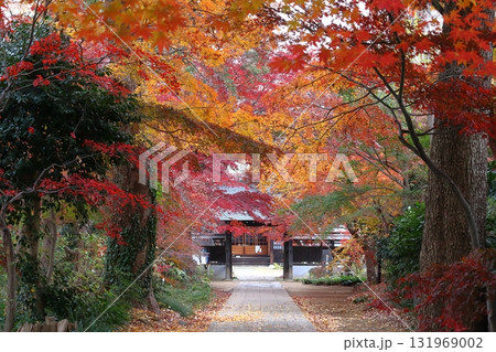 秋の興禅院保全緑地にて(埼玉県川口市) 秋の興禅院保全緑地にて(埼玉県川口市) 131969002