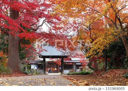 秋の興禅院保全緑地にて(埼玉県川口市) 秋の興禅院保全緑地にて(埼玉県川口市) 131969005