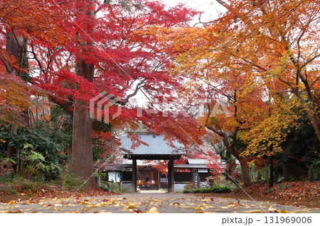 秋の興禅院保全緑地にて（埼玉県川口市） 131969006