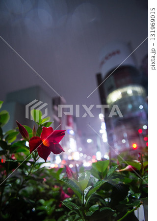 雨の銀座に咲く花 131969015