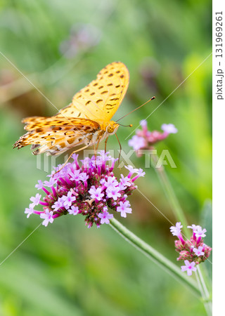 ピンクの花にとまるり蜜を吸うツマグロヒョウモン 131969261