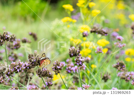 花の蜜を吸う雌のツマグロヒョウモンのいる風景 131969263