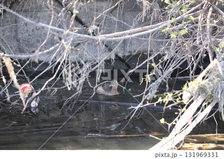 川でのんびりしているカイツブリ 131969331
