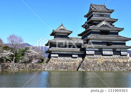長野県松本市 松本城大天守と乾小天守と内堀と満開桜 長野県松本市 松本城大天守と乾小天守と内堀と満開桜 131969363