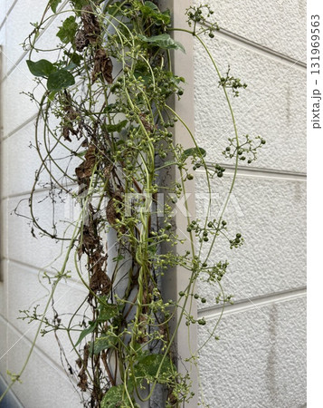 ツル ツル 131969563