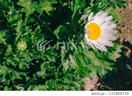 カンシロギクの花ー15 131969739