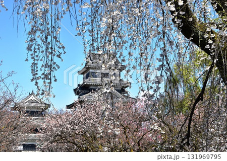 長野県松本市　松本城大天守と乾小天守と枝垂桜 131969795