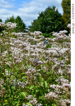 フジバカマ Thoroughwort フジバカマ Thoroughwort 131970054