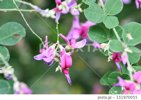 ハギ（萩）の花　Bush clover 131970055