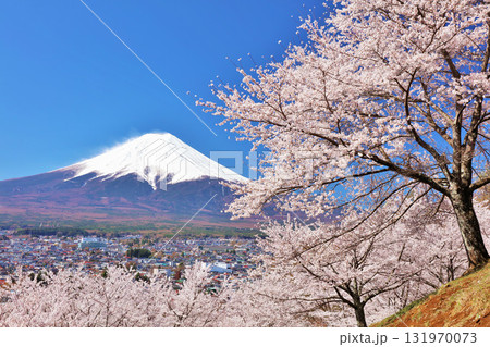 日本の春 富士山と桜 日本の春 富士山と桜 131970073
