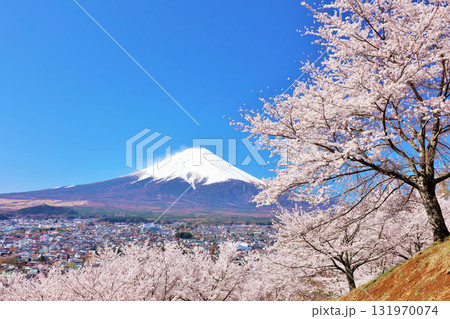 日本の春 富士山と桜 日本の春 富士山と桜 131970074