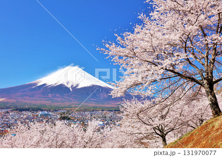 日本の春 富士山と桜 日本の春 富士山と桜 131970077