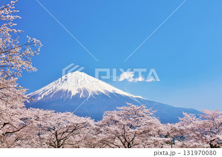日本の春 富士山と桜 日本の春 富士山と桜 131970080