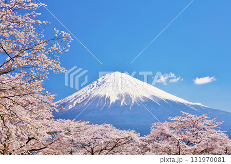 日本の春 富士山と桜 日本の春 富士山と桜 131970081