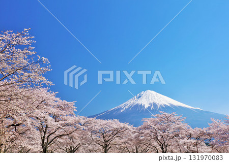 日本の春　富士山と桜 131970083