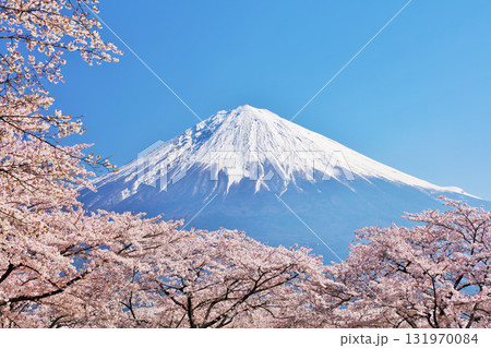 日本の春 富士山と桜 日本の春 富士山と桜 131970084