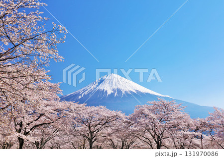 日本の春　富士山と桜 131970086