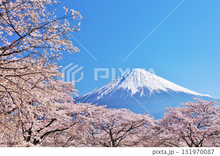 日本の春　富士山と桜 131970087