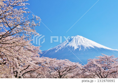 日本の春　富士山と桜 131970091