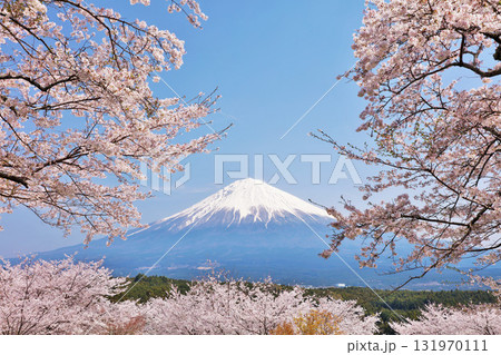 日本の春　富士山と桜 131970111