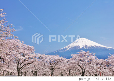 日本の春　富士山と桜 131970112
