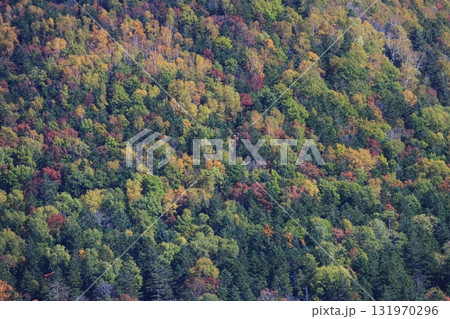 北海道の秋　針広混交林の紅葉　壁紙や背景におすすめ 131970296