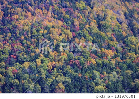 北海道の秋　針広混交林の紅葉　壁紙や背景におすすめ 131970301