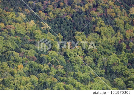 北海道の秋 針広混交林の紅葉 壁紙や背景におすすめ 北海道の秋 針広混交林の紅葉 壁紙や背景におすすめ 131970303