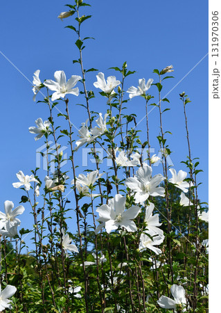 ムクゲ「白祇園守」 White Gionmamori Hibiscus ムクゲ「白祇園守」 White Gionmamori Hibiscus 131970306