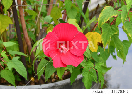 タイタンビカス「ウラノス」 Titanbicus 'Uranus' タイタンビカス「ウラノス」 Titanbicus 'Uranus' 131970307