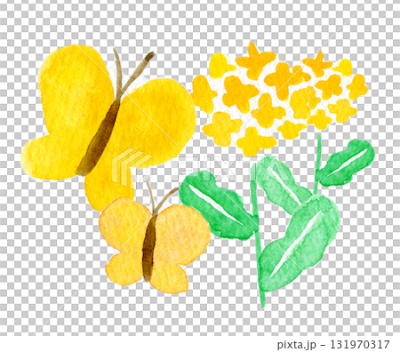 シンプルな水彩イラスト　菜の花と黄色い蝶 131970317