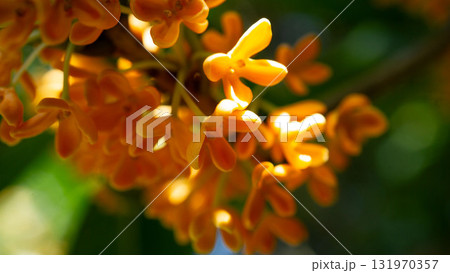 光に輝く金木犀の花のアップ 131970357