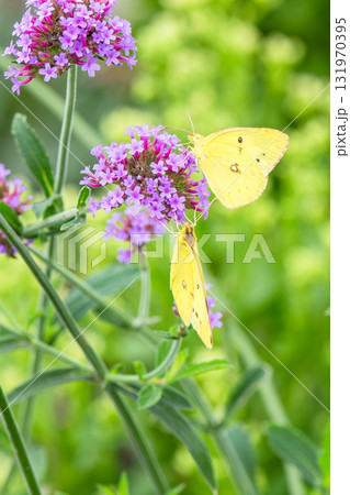 花の蜜を吸う2匹のモンキチョウ 131970395