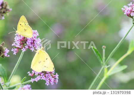 ピンク色の花にとまり吸蜜する2匹のモンキチョウ ピンク色の花にとまり吸蜜する2匹のモンキチョウ 131970398